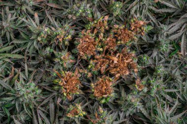 Olgunlaşmış Mazar otçul marihuana çiçeği. Güçlü ışık ve sıcak çiçeklerle kavrulmuş.