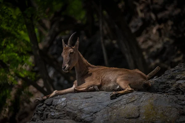 Special Goat Big Rock Spring Sunny Hot Windy Fresh Day — Stock Photo, Image