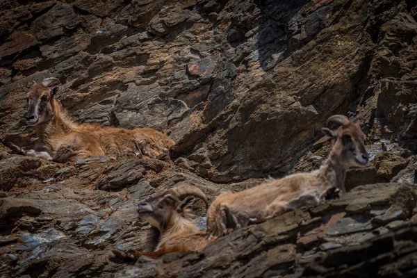 Special Goat Big Rock Spring Sunny Hot Windy Fresh Day — Stock Photo, Image