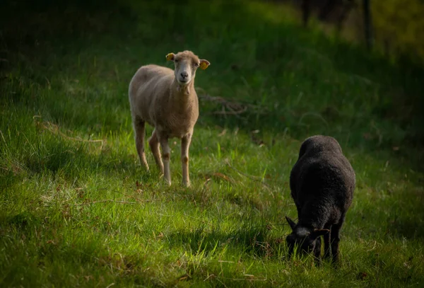 Goats Fresh Spring Meadow Nice Sunny Morning — Photo