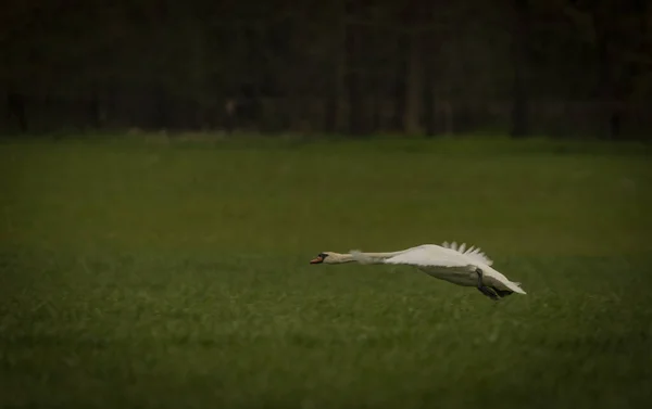 Flying swan over pond near Ostrava city in spring day