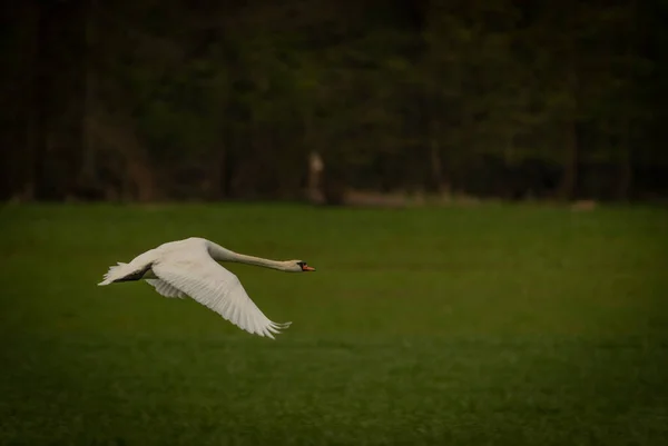 Flying swan over pond near Ostrava city in spring day