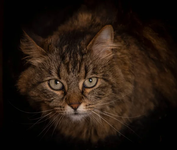 棕色斑斑的猫内部 背面有木制的灯箱 — 图库照片