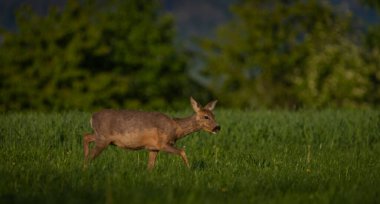 Karanlık ormanın yakınındaki yeşil çayır üzerinde dişi bir yumurta geyiği.