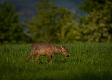 Karanlık ormanın yakınındaki yeşil çayır üzerinde dişi bir yumurta geyiği.