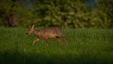 Karanlık ormanın yakınındaki yeşil çayır üzerinde dişi bir yumurta geyiği.