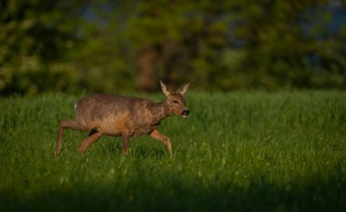 Karanlık ormanın yakınındaki yeşil çayır üzerinde dişi bir yumurta geyiği.