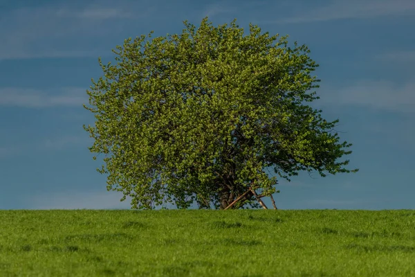 Kirschbaum Windigen Frischen Frühlingstag Roprachtice Bergdorf — Stockfoto