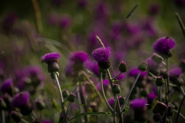 Kleurrijke Distelweide Met Gras Zomer Hete Dag Buurt Van Roprachtice — Stockfoto