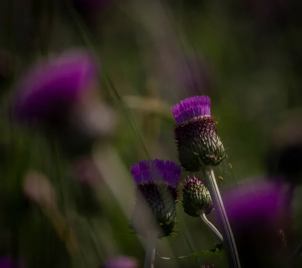 Kleurrijke Distelweide Met Gras Zomer Hete Dag Buurt Van Roprachtice — Stockfoto