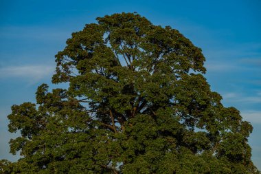 Mavi gökyüzü ve taze açık yeşil yaprakları olan yeşil ağaç tepesi