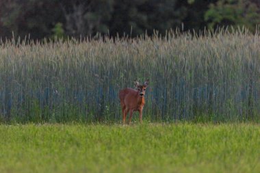 Karanlık ormanın yakınındaki yeşil çayır üzerinde dişi bir yumurta geyiği.
