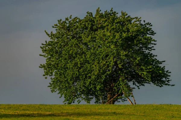 Kirschbaum Auf Der Grünen Graswiese Riesengebirge Frühlingshaften Frischen Abend — Stockfoto