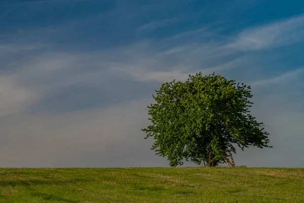 Cerisier Sur Herbe Verte Prairie Dans Les Montagnes Krkonose Printemps — Photo