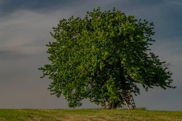 Cseresznyefa Zöld Füves Réten Krkonózban Tavasszal Friss Este — Stock Fotó