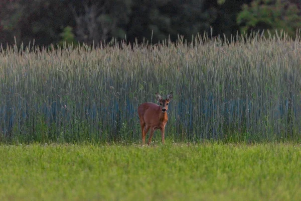 Chevreuil Femelle Sur Une Prairie Printanière Verte Près Une Forêt — Photo