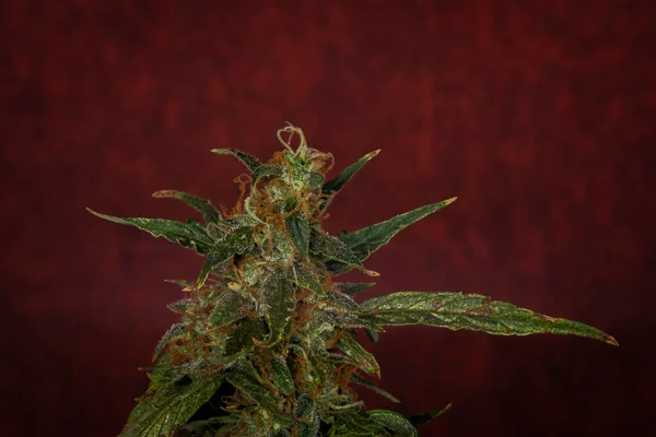 Dojrzały Kolor Mazar Auto Odmiany Kwiat Marihuany Ciemnoczerwonym Tle — Zdjęcie stockowe