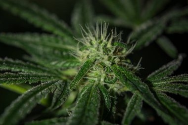 Matanuska tundrası çeşitliliği marihuana çiçeği ve koyu yeşil çiçek.