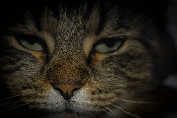 Gray Tired Brown Tabby Cat Face Nice White Hairy Chin — Stockfoto