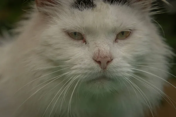 White and black male cat face with yellow eyes and pink muzzle