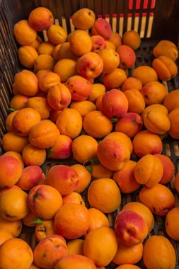 Yazın ortasında erkek arkadaşla birlikte kayısı kompostosu yapıyoruz.