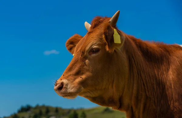 Vaca Cor Limpa Com Fundo Azul Céu Velika Planina Montanhas — Fotografia de Stock