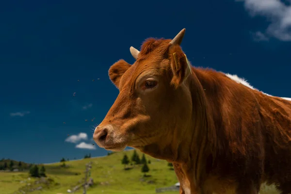 Clean Color Cow Blue Sky Background Velika Planina Mountains Slovenia — 图库照片