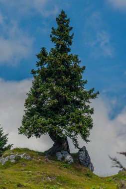 Slovenya 'nın Velika Planina dağlarında güzel mavi gökyüzü yaz günü