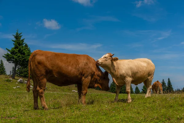 Schone Koeien Met Blauwe Lucht Achtergrond Het Velika Planina Gebergte — Stockfoto