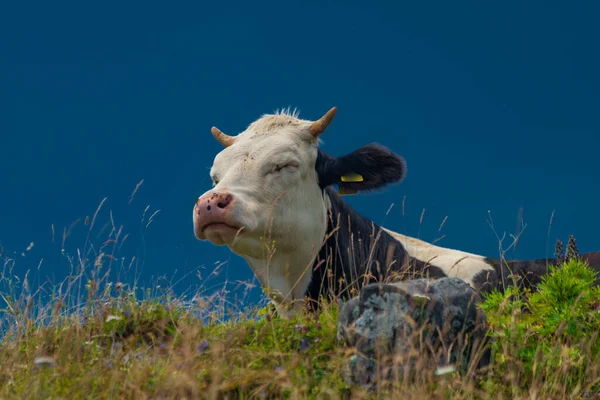 Clean Color Cow Blue Sky Background Velika Planina Mountains Slovenia — Fotografia de Stock