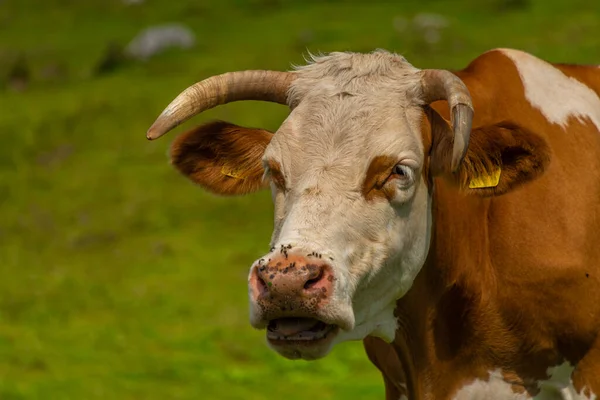 Clean Color Cow Green Grass Background Velika Planina Mountains Slovenia — 스톡 사진