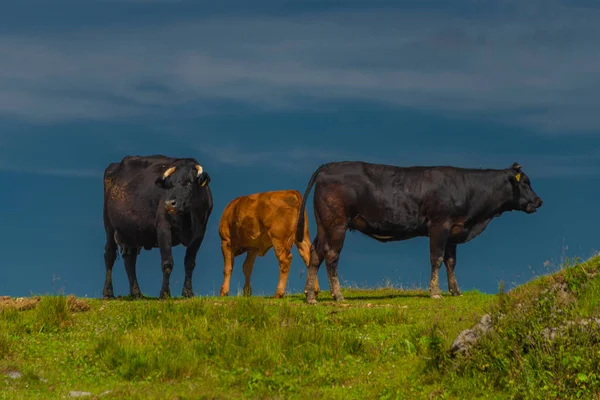 Clean Color Cows Blue Sky Background Velika Planina Mountains Slovenia — Fotografia de Stock