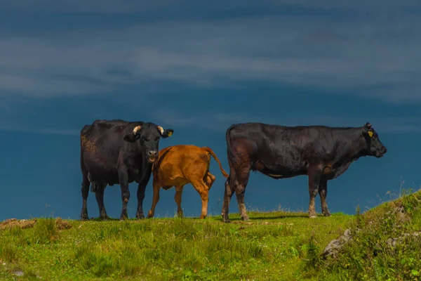 Clean Color Cows Blue Sky Background Velika Planina Mountains Slovenia — Fotografia de Stock