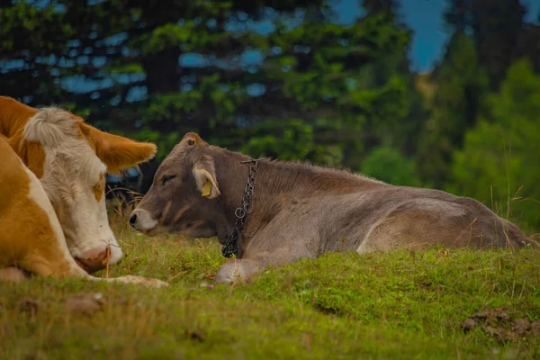 Clean Color Cows Blue Sky Background Velika Planina Mountains Slovenia — Foto de Stock