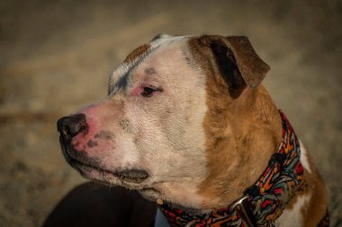 Slovenya 'nın güneyinde sıcak mavi Jadran Denizi yakınlarında pitbull teriyeri