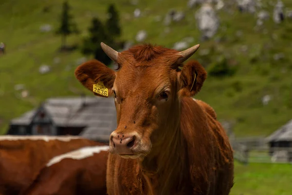 Clean Color Cow Blue Sky Background Velika Planina Mountains Slovenia — 스톡 사진