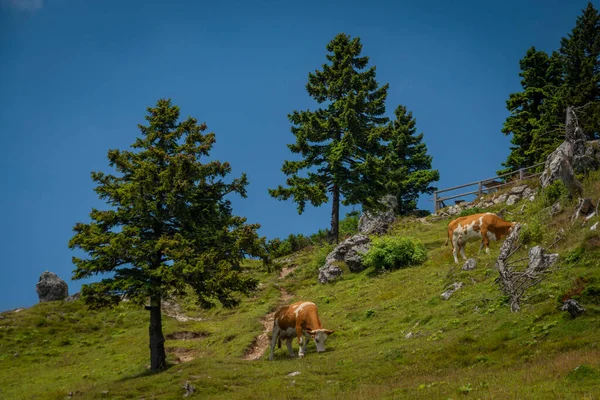 Mooie Blauwe Hemel Zomerdag Velika Planina Bergen Kleur Slovenië — Stockfoto