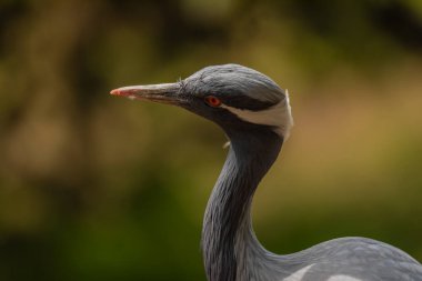 Grus grus bird in summer dry hot sunny day near lake with dirty water