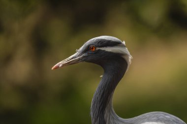 Grus grus bird in summer dry hot sunny day near lake with dirty water