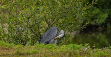 Ardea cinerea bird near green bushes with dirty water in summer hot day