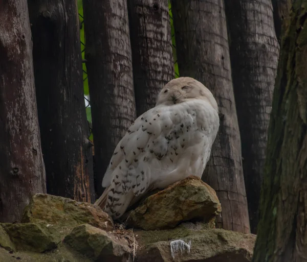 Snow Owl Sleeping Cage Zoo Summer Hot Day — 스톡 사진