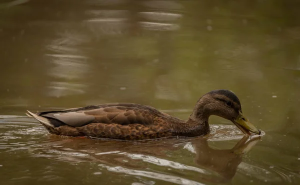 Brown duck near dirty water lake in summer dry hot day