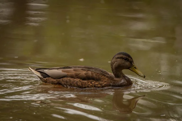 Brown Duck Dirty Water Lake Summer Dry Hot Day — 스톡 사진