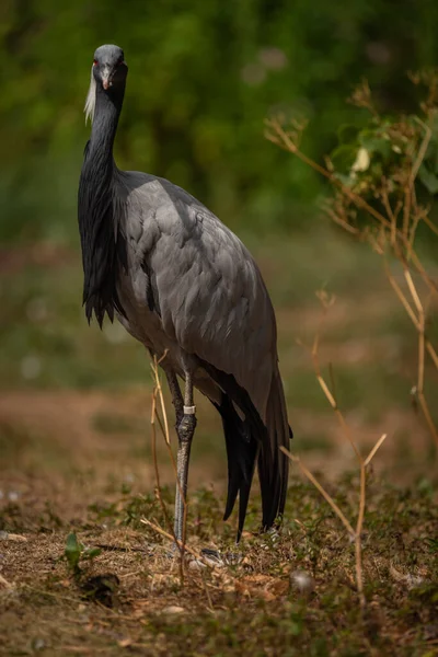 Grus Grus Bird Summer Dry Hot Sunny Day Lake Dirty — Zdjęcie stockowe