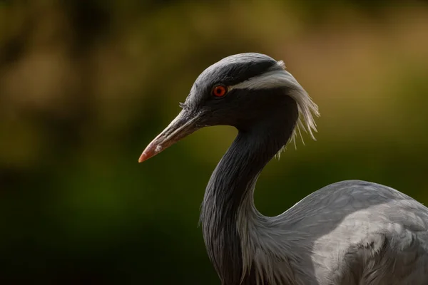 Grus Grus Bird Summer Dry Hot Sunny Day Lake Dirty — Fotografia de Stock