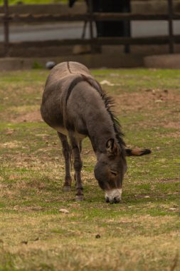 Dark gray donkey on green grass in cloudy summer hot day