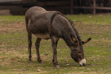 Dark gray donkey on green grass in cloudy summer hot day