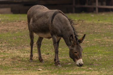Dark gray donkey on green grass in cloudy summer hot day