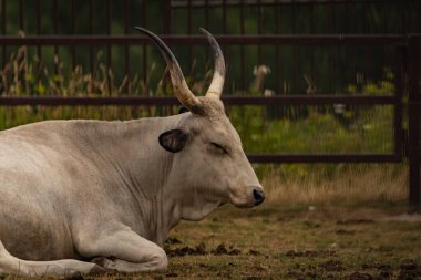 White long horn cow on dry grass in dark cloudy summer day