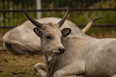 White long horn cow on dry grass in dark cloudy summer day